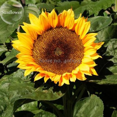 Fresh Heirloom Short stem Balcony Yellow Sunflowers 15 Seeds ornamental