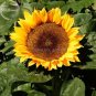 Fresh Heirloom Short stem Balcony Yellow Sunflowers 15 Seeds ornamental
