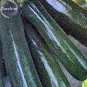 Fresh Dark Green Zucchini Summer Squash Vegetables 8 Seeds edible cucurbita pepo