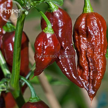 Fresh Bhut jolokia Indian Dark Red Naga Jolokia Pepper 10 seeds the ghost pepper