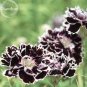 Fresh Black White Dianthus Chinensis Chianti Double Flowers 50 seeds flowers