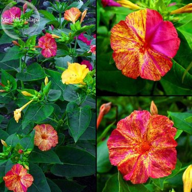 Fresh E3755 Mix Four O clock Marvel of Peru Flowers 20 seeds mirabilis jalapa flowers