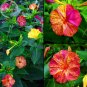 Fresh E3755 Mix Four O clock Marvel of Peru Flowers 20 seeds mirabilis jalapa flowers