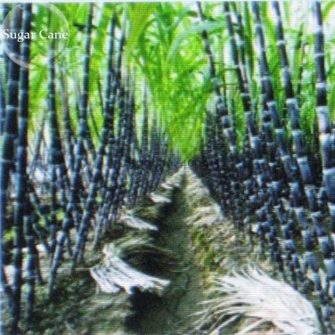 Fresh Red Green Sugarcane Mixed Seeds 100 seeds sweet juicy fruits E3757