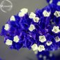 Fresh Blue Sea Lavender Limonium Sinuatum 30 seeds forget me not cut flowers E3753
