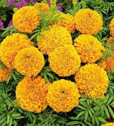 Fresh 200PCS African Marigold Flowers Orangish Yellow Color Seeds