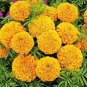 Fresh 200PCS African Marigold Flowers Orangish Yellow Color Seeds