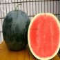 Fresh Yellow / Black Skin Watermelon with red meat 20 seeds juicy sweet big melon