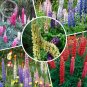 Fresh Mixed 12 Types of Russell Lupine Dull Ice Flowers 20 seeds