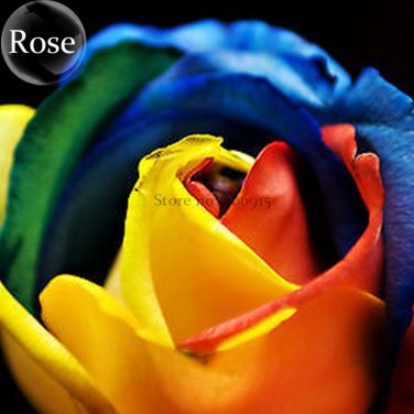 Fresh Colorful Rainbow Rose Valentine Lover Flower 50 Seeds light fragrant flowers