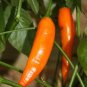Fresh 100PCS Aji Amarillo Chile Seeds