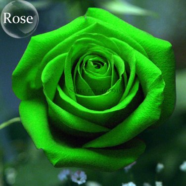 Fresh Heirloom Elegant Big Blooming Green Rose Shrub 50 seeds light fragrant flowers