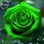 Fresh Heirloom Elegant Big Blooming Green Rose Shrub 50 seeds light fragrant flowers