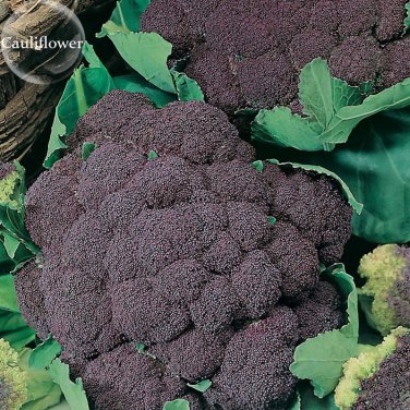 Fresh Italian Black Cauliflower Di Sicilia Violetto Vegetables 100 seeds vegetables