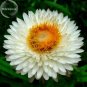 Fresh White Strawflowers Helichrysum bracteatum 30 seeds flowers