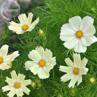 Fresh Sunset Yellow Cosmos bipinnatus Annual Flowers 50 seeds ornamental flowers