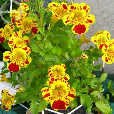 Fresh Colorful Monkey Face Flowers 30 mixed Seeds attract butterflies