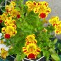 Fresh Colorful Monkey Face Flowers 30 mixed Seeds attract butterflies
