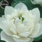 Fresh Mixed 4 Types of Lotus Flowers 10 Seeds long flowering attractive butterfly