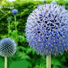 Fresh Blue Globe Thistle Echinops Big Onion Flowers 50 Seeds good looking flowers