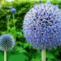 Fresh Blue Globe Thistle Echinops Big Onion Flowers 50 Seeds good looking flowers