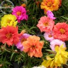 Fresh Colorful Portulaca Grandiflora Flowers 200 Mixed Seeds flowers