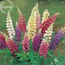 Fresh Mixed Colorful Dull Ice Lupine Flowers 20 Seeds long blooming flowers