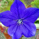 Fresh Mixed Colorful Pink White Purple Red Campanula Bellflowers 50 Seeds flowers