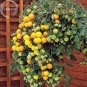 Fresh Heirloom Tumbling Tom Yellow Cherry Tomato 100 Seeds edible hanging tomato