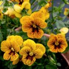 Fresh Viola Tiger Eye Pansy Flowers 20 Seeds handy bonsai plants E3739