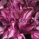 Fresh Hosta Seeds Redish Purple and Light Pink Stripes