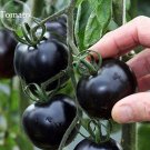Fresh Mixed 24 Types Organic Tomato 100 seeds tasty edible heirloom tomato E3756