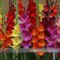 Fresh New Gladiolus Perennial Flower Seeds 50 Seeds/Pack Sword Lily Flower Seed