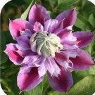Fresh Clematis hybridas Climbing Plant Seeds