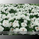 Fresh Heirloom White Peony SeedsOil Professional Pack 5 Seeds / Pack Oil Edible