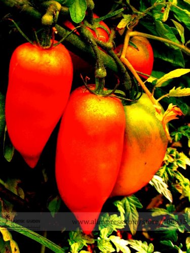 Fresh Opalka Polish Tomato Seeds 100 Seeds/Pack Deliciously Sweet Fruit