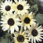 Fresh Small talian White Sunflower 15 Seeds ornamental annual flowers E3767