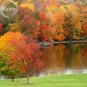 Fresh Sugar Golden Maple Tree 20 seeds ornamental outdoor garden plants E3746