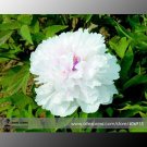 Fresh Swan velvet White Peony Purple Heart Flower Seeds 5 Seeds/Pack Light Fragrant