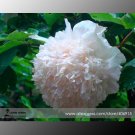 Fresh Jin Yu White Ball Peony Seedlings Seeds 5 Seeds / Pack Fragrant