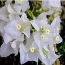 Fresh Bougainvillea Spectabilis Willd Seed White