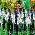 Fresh Veronica Spicata Noah Williams White Spiked Speedwell flower Seeds 50 Seeds