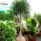 Fresh BEAUCARNEA recurvata Ponytail Palm 5 Seeds bonsai garden plants E3770