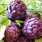 Fresh Purple Headed Artichoke Vegetables 4 seeds edible tasty globe artichoke
