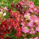 Fresh Red Purple Schizanthus Flowers 30 seeds mixed angel wings poor man s orchid