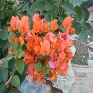 Fresh Bougainvillea Seeds Orangish Red