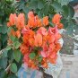 Fresh Bougainvillea Seeds Orangish Red