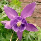 Fresh Aquilegia Amethyst. Light Purple Columbine 50 seeds annual flowers