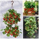 Fresh Hanging Giant Red Strawberry Fruits 100 seeds juicy sweet tasty strawberry