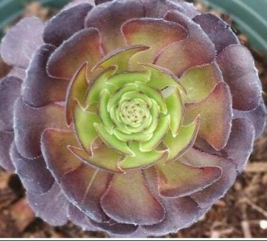 Fresh Rare Aeonium tabuliforme Succulent Plant sementes Seeds